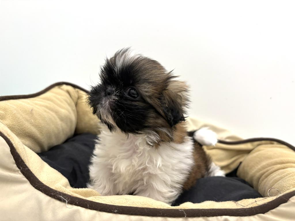 栃木県のハーフ犬・ミックス犬 (ペッツワン宇都宮平出店/2026年4月4日生まれ/女の子/ホワイトゴールド)の子犬の3枚目の画像