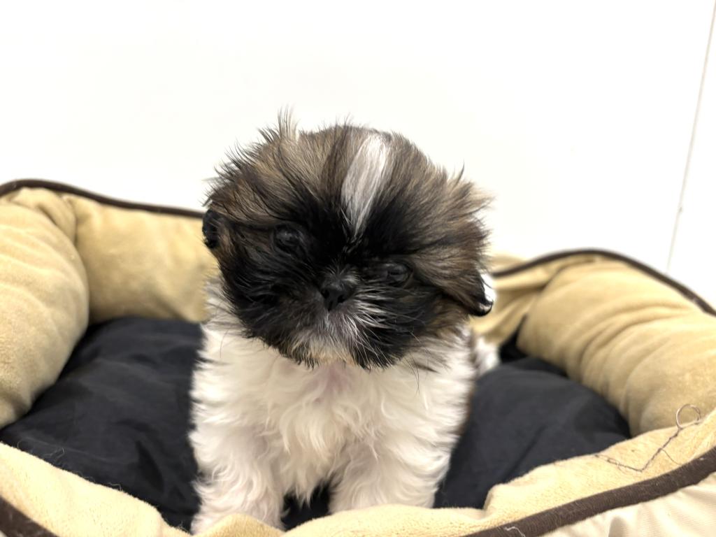 栃木県のハーフ犬・ミックス犬 (ペッツワン宇都宮平出店/2026年4月4日生まれ/女の子/ホワイトゴールド)の子犬の1枚目の画像