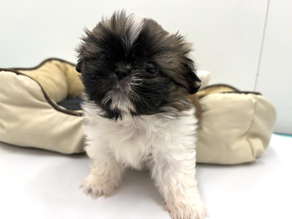 栃木県のハーフ犬・ミックス犬 (ペッツワン宇都宮平出店/2026年4月4日生まれ/女の子/ホワイトゴールド)の子犬の2枚目の画像