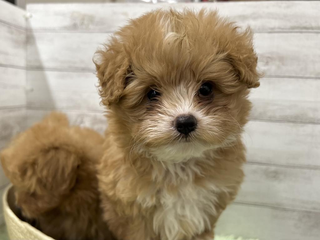 茨城県のハーフ犬・ミックス犬 (OneBuddyトモニーつくば店/2026年3月27日生まれ/男の子/レッドホワイト)の子犬の1枚目の画像