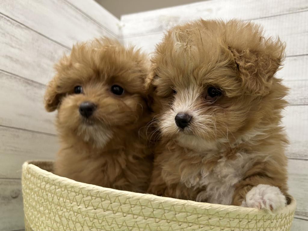 茨城県のハーフ犬・ミックス犬 (OneBuddyトモニーつくば店/2026年3月27日生まれ/男の子/レッドホワイト)の子犬の2枚目の画像