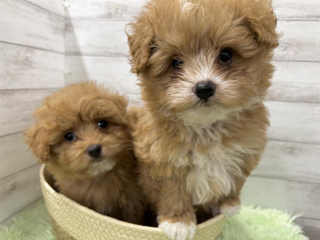 茨城県のハーフ犬・ミックス犬 (OneBuddyトモニーつくば店/2026年3月27日生まれ/男の子/レッドホワイト)の子犬の3枚目の画像