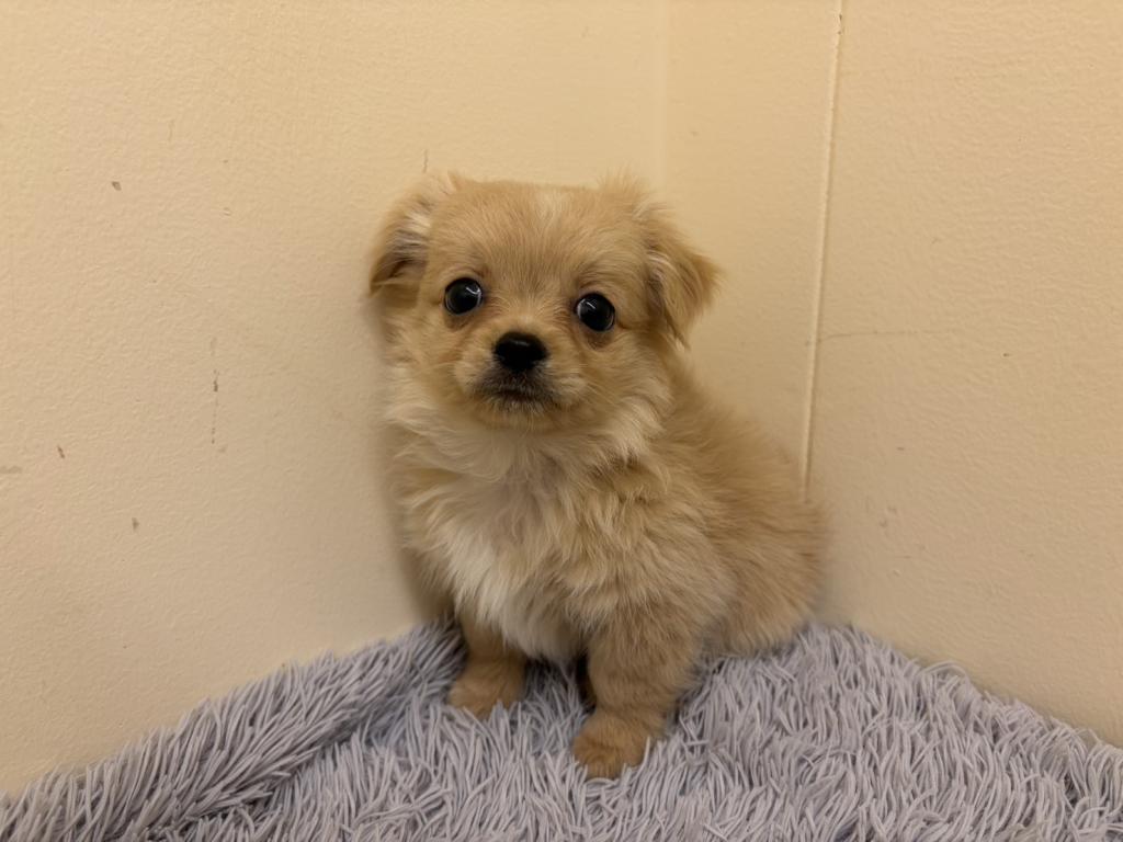 埼玉県のハーフ犬・ミックス犬 (ペットプラザ越谷大里店/2026年2月11日生まれ/男の子/その他色)の子犬の2枚目の画像