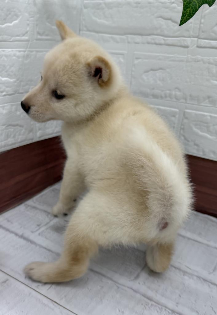 茨城県の柴犬(標準サイズ) (ペットアミ石岡店/2026年2月14日生まれ/女の子/白)の子犬