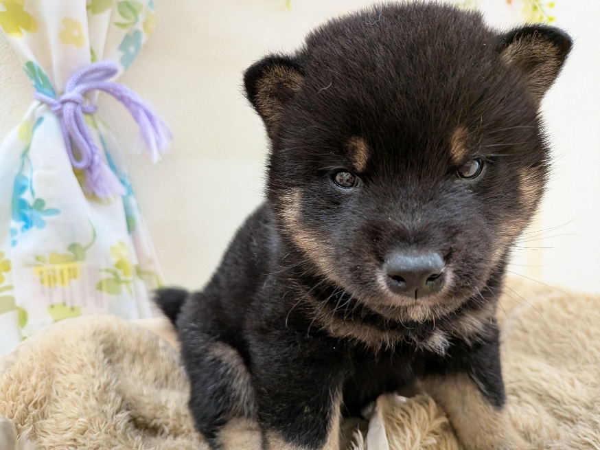 栃木県の豆柴 (アミーゴ簗瀬店/2026年2月26日生まれ/男の子/黒)の子犬