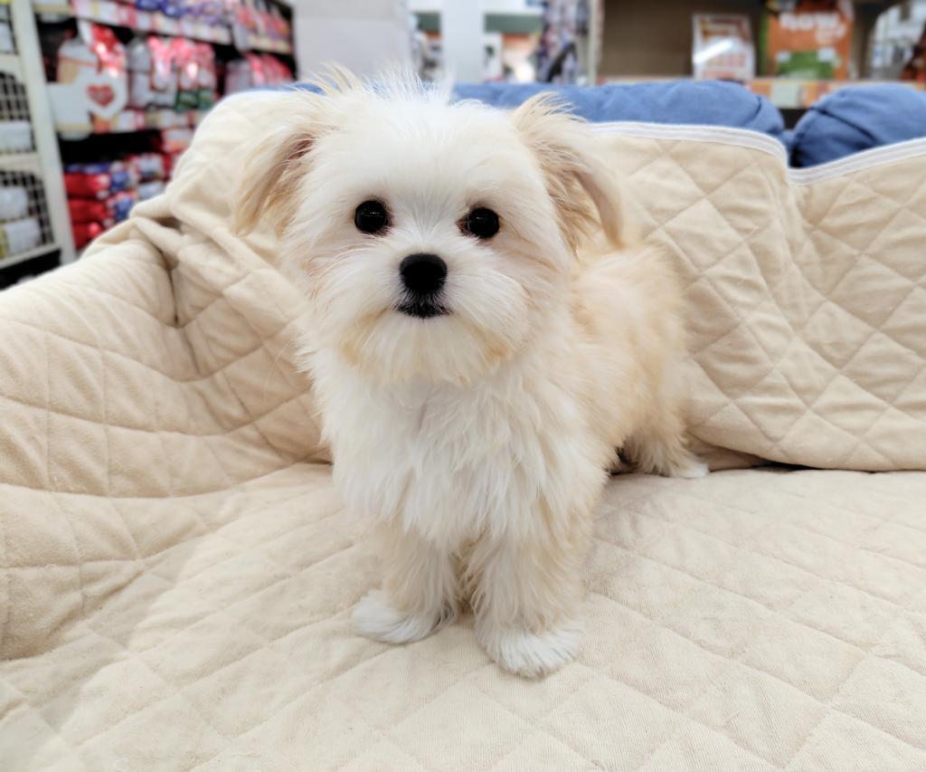 茨城県のハーフ犬・ミックス犬 (OneBuddyトモニー水戸店/2026年2月28日生まれ/男の子/クリーム)の子犬の3枚目の画像