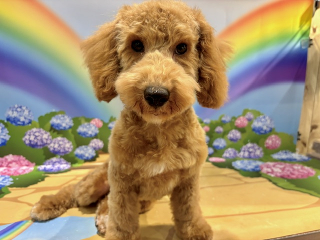 栃木県のトイプードル(トイ) (ペッツワン小山店/2026年2月28日生まれ/男の子/オレンジフォーン)の子犬の3枚目の画像