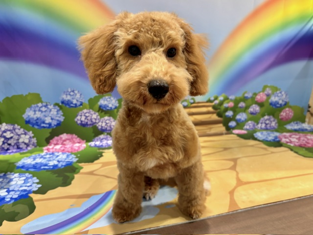 栃木県のトイプードル(トイ) (ペッツワン小山店/2026年2月28日生まれ/男の子/オレンジフォーン)の子犬の4枚目の画像