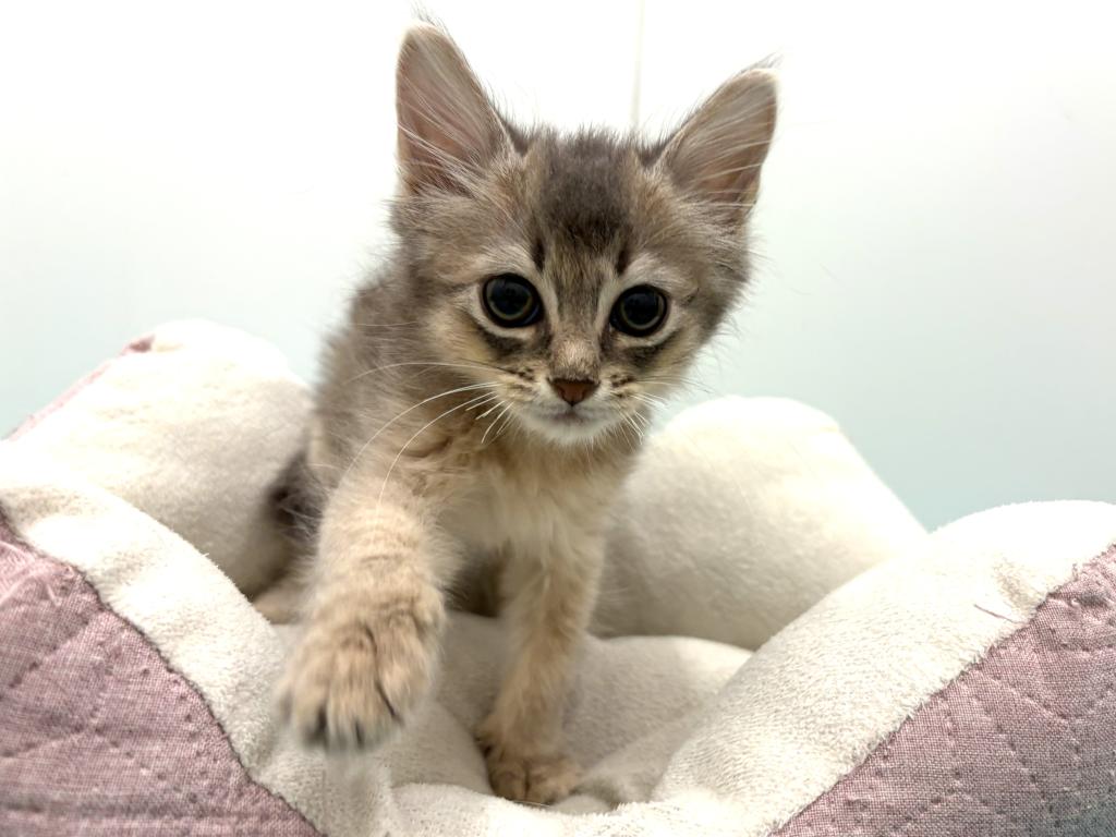 栃木県のソマリ (ペッツワン宇都宮平出店/2026年2月13日生まれ/女の子/ブルー)の子猫の1枚目の画像