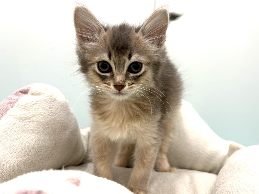 栃木県のソマリ (ペッツワン宇都宮平出店/2026年2月13日生まれ/女の子/ブルー)の子猫の2枚目の画像