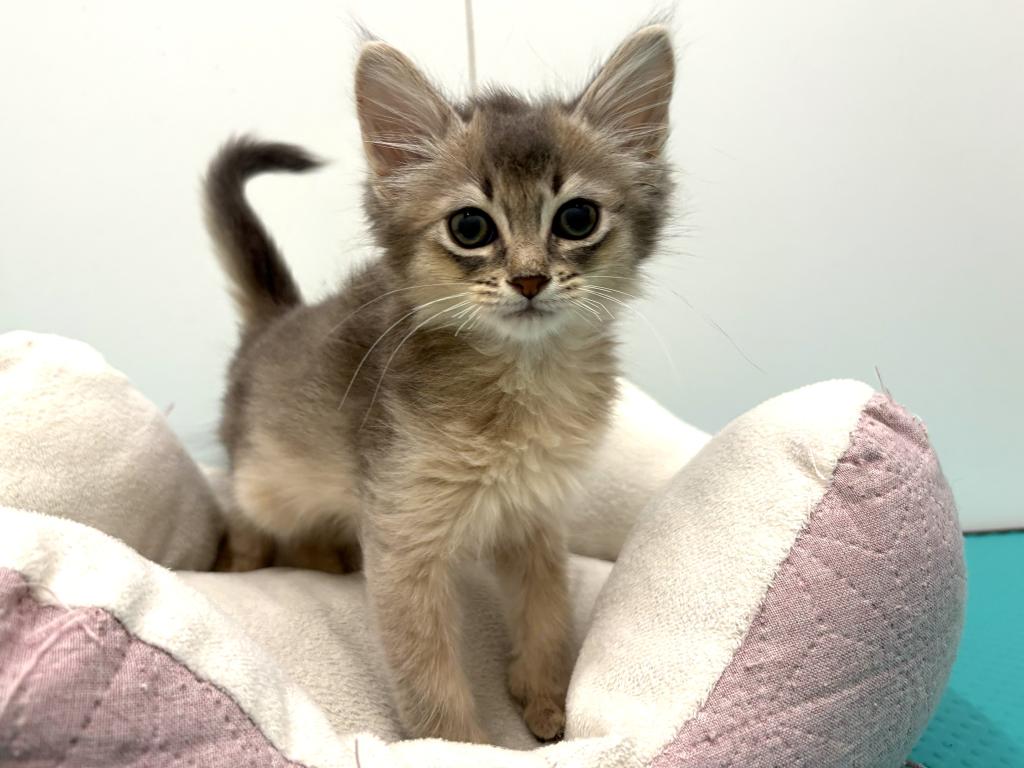 栃木県のソマリ (ペッツワン宇都宮平出店/2026年2月13日生まれ/女の子/ブルー)の子猫の3枚目の画像