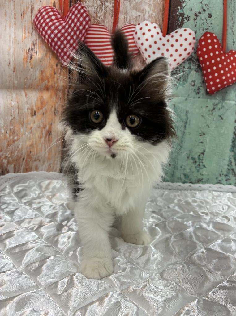 北海道のサイベリアン (ジャパンペッツトレーディング伏古店/2026年2月11日生まれ/男の子/ブラックホワイト)の子猫