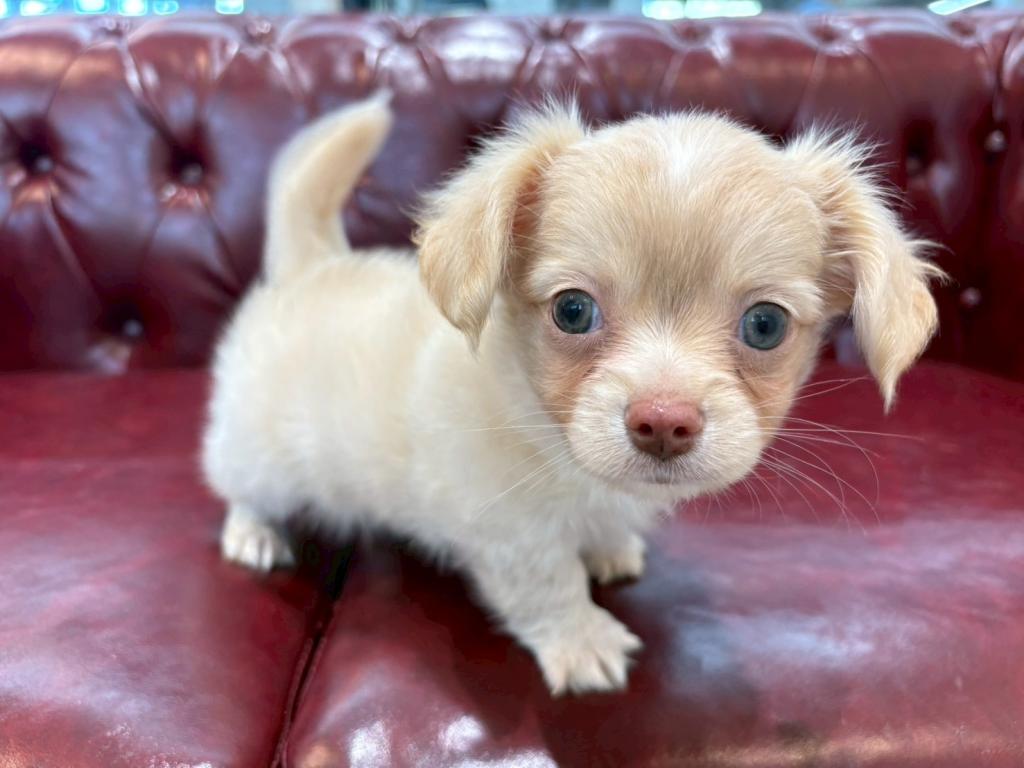 茨城県のハーフ犬・ミックス犬 (OneBuddy佐原東店/2026年2月27日生まれ/男の子/クリーム)の子犬