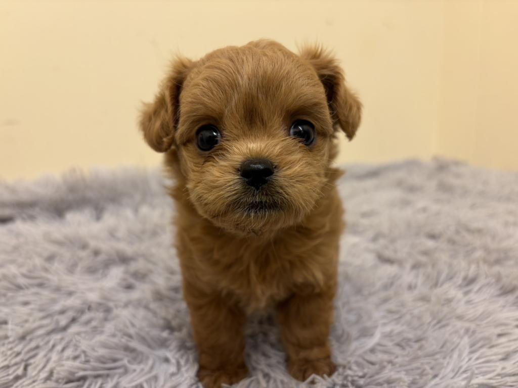 埼玉県のチワプー/プーチー(チワワ×プードル) (ペットプラザ越谷大里店/2026年2月10日生まれ/女の子/アプリコット)の子犬の2枚目の画像