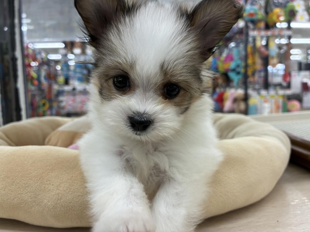 北海道のハーフ犬・ミックス犬 (ジャパンペッツトレーディング新発寒店/2026年3月7日生まれ/女の子/レッドホワイト)の子犬