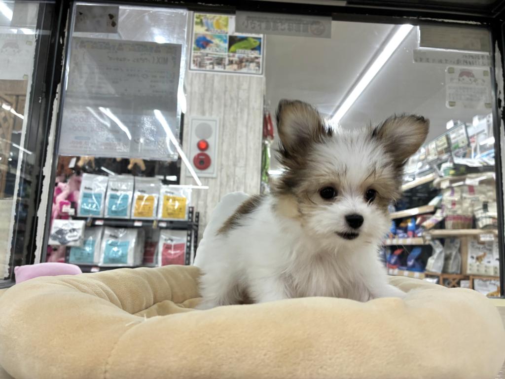 北海道のハーフ犬・ミックス犬 (ジャパンペッツトレーディング新発寒店/2026年3月7日生まれ/女の子/レッドホワイト)の子犬の2枚目の画像