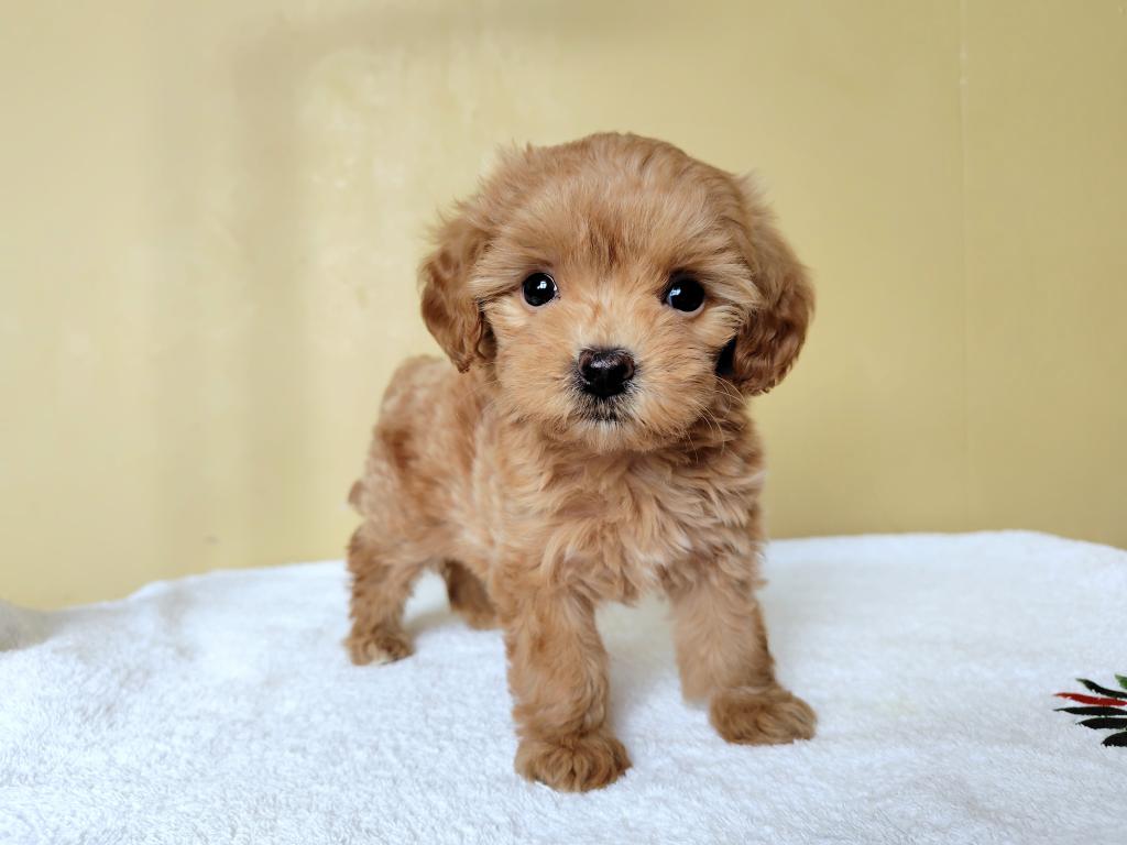 茨城県のマルプー(マルチーズ×プードル) (OneBuddyトモニー水戸店/2026年2月15日生まれ/女の子/その他色)の子犬