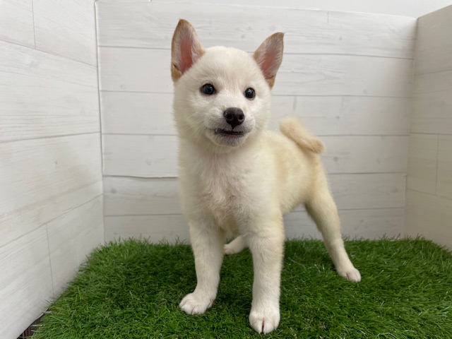 茨城県の柴犬(標準サイズ) (ペッツワン日立店/2026年3月9日生まれ/男の子/白)の子犬の1枚目の画像