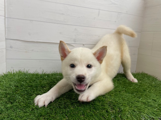 茨城県の柴犬(標準サイズ) (ペッツワン日立店/2026年3月9日生まれ/男の子/白)の子犬の2枚目の画像