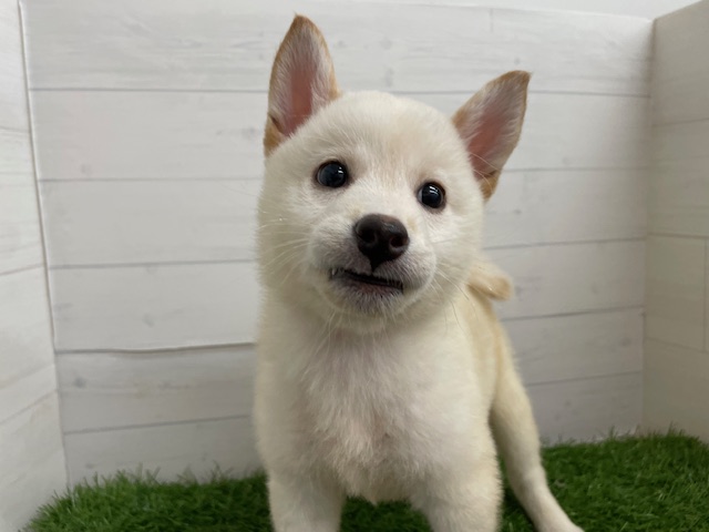茨城県の柴犬(標準サイズ) (ペッツワン日立店/2026年3月9日生まれ/男の子/白)の子犬の3枚目の画像