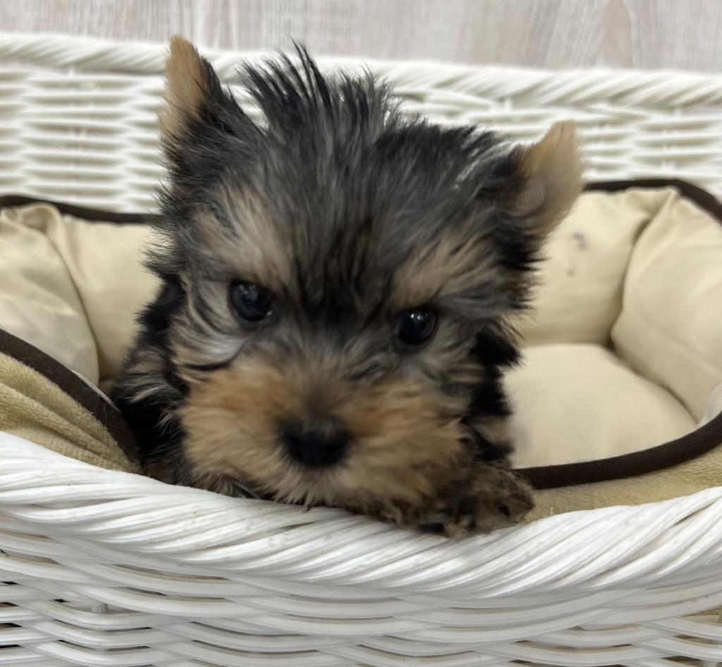 栃木県のヨークシャーテリア (OneBuddy宇都宮店/2026年3月14日生まれ/男の子/スチールブルータン)の子犬