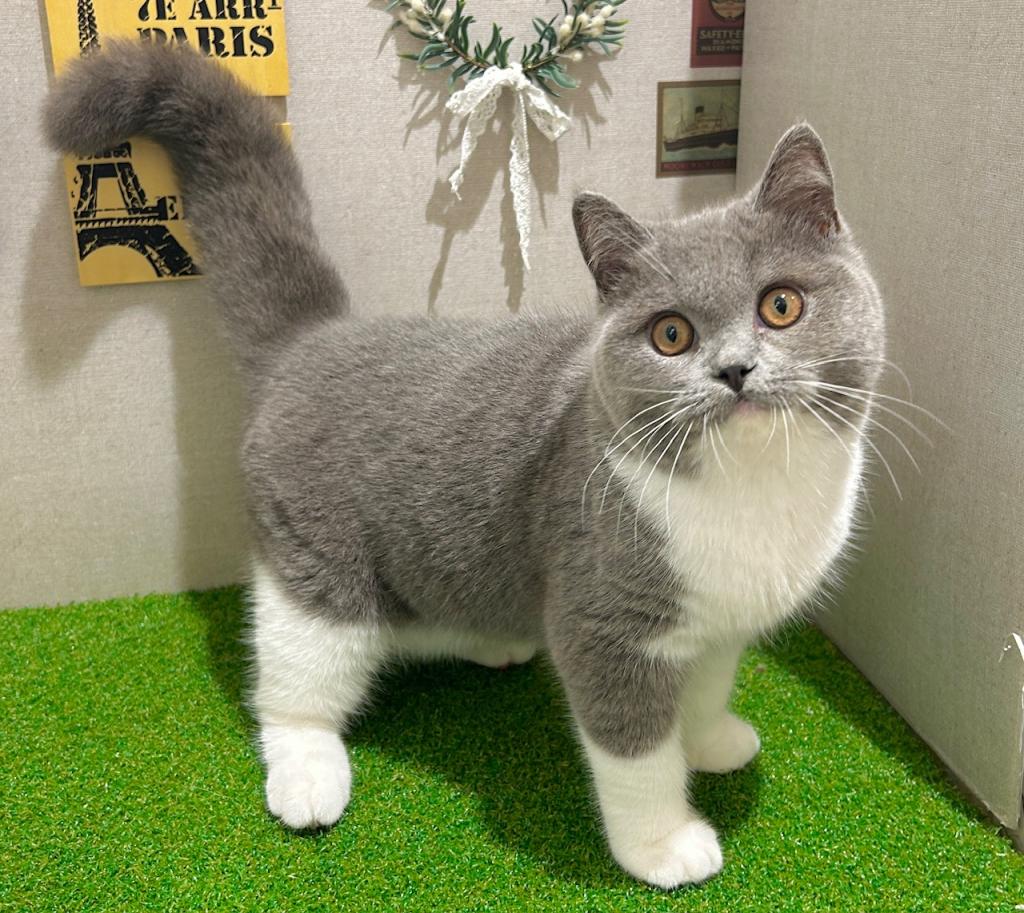 茨城県のブリティッシュショートヘアー (ペッツワン水戸店/2026年3月27日生まれ/男の子/ブルーホワイト)の子猫の3枚目の画像