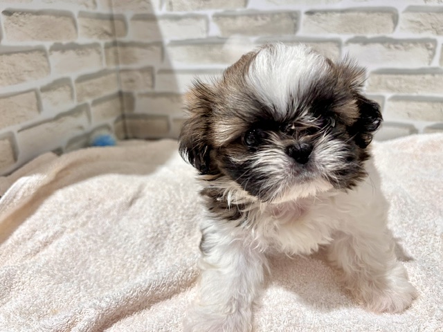 群馬県のハーフ犬・ミックス犬 (ペッツワン前橋吉岡店/2026年4月4日生まれ/男の子/ホワイトゴールド)の子犬の2枚目の画像