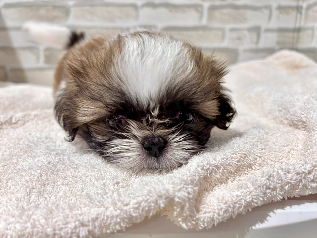 群馬県のハーフ犬・ミックス犬 (ペッツワン前橋吉岡店/2026年4月4日生まれ/男の子/ホワイトゴールド)の子犬の1枚目の画像