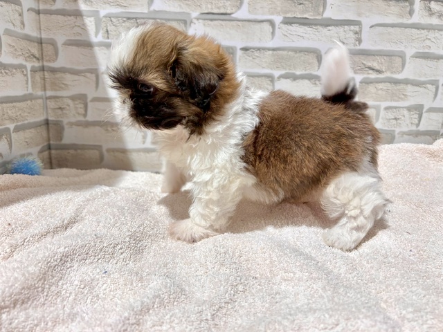 群馬県のハーフ犬・ミックス犬 (ペッツワン前橋吉岡店/2026年4月4日生まれ/男の子/ホワイトゴールド)の子犬の3枚目の画像