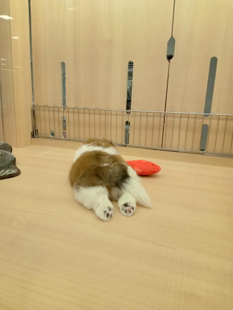 群馬県のハーフ犬・ミックス犬 (ペッツワン前橋吉岡店/2026年4月4日生まれ/男の子/ホワイトゴールド)の子犬の4枚目の画像