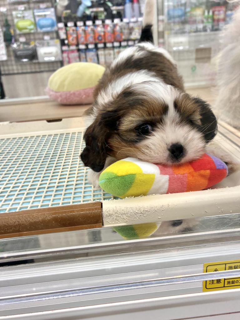 北海道のハーフ犬・ミックス犬 (ジャパンペッツトレーディング釧路店/2026年3月14日生まれ/男の子/ゴールドホワイト)の子犬