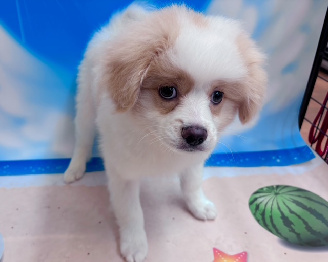 千葉県のハーフ犬・ミックス犬 (ペッツワン木更津金田店/2026年4月2日生まれ/男の子/クリームホワイト)の子犬の2枚目の画像