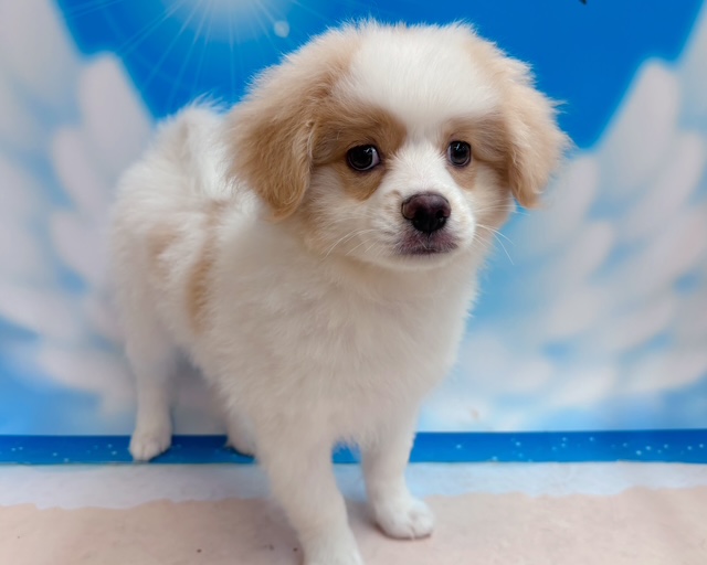 千葉県のハーフ犬・ミックス犬 (ペッツワン木更津金田店/2026年4月2日生まれ/男の子/クリームホワイト)の子犬の1枚目の画像