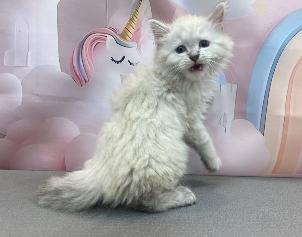東京都のペルシャ (OneBuddy町田三輪店/2026年4月4日生まれ/男の子/ブルーポイント)の子猫の1枚目の画像