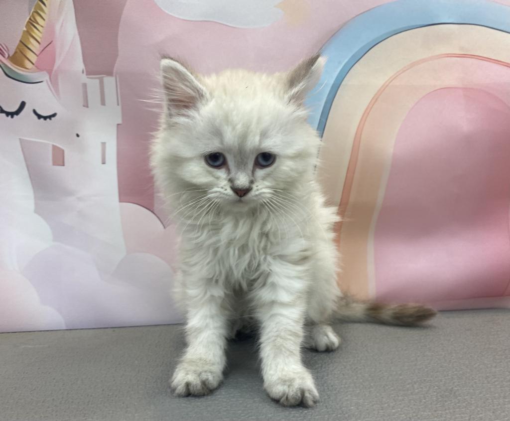 東京都のペルシャ (OneBuddy町田三輪店/2026年4月4日生まれ/男の子/ブルーポイント)の子猫の2枚目の画像