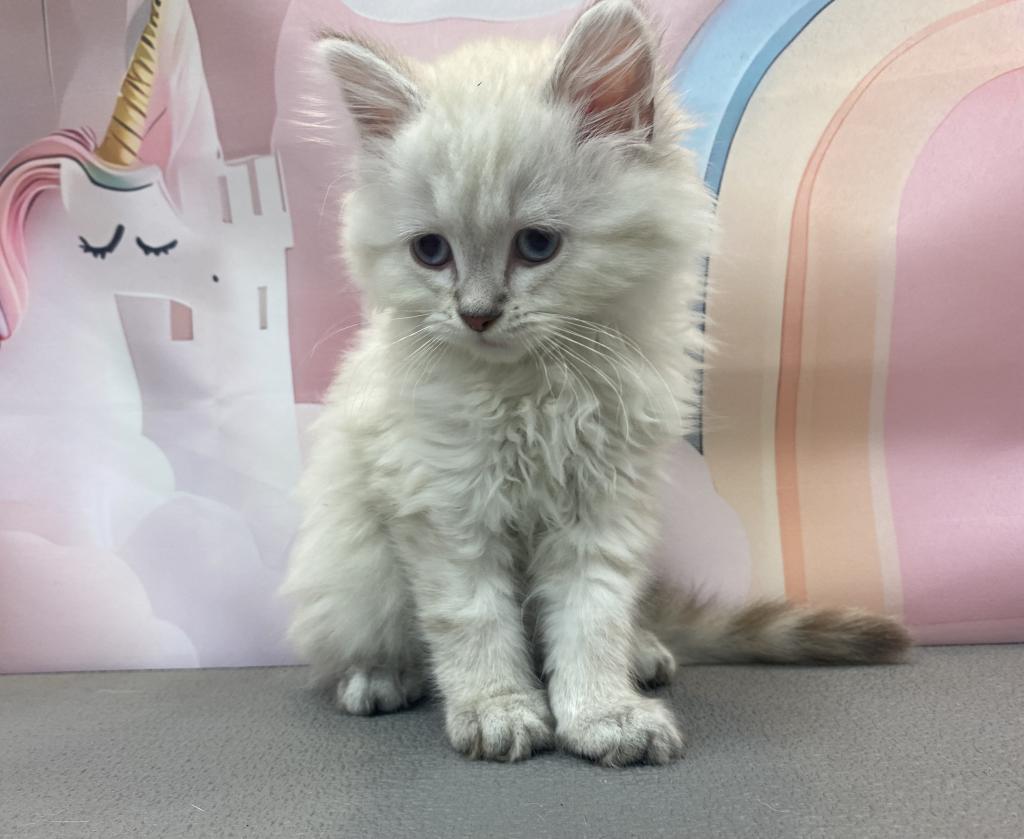 東京都のペルシャ (OneBuddy町田三輪店/2026年4月4日生まれ/男の子/ブルーポイント)の子猫の3枚目の画像