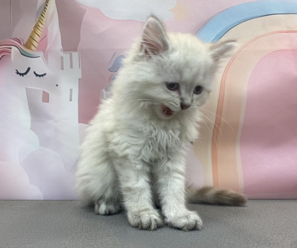 東京都のペルシャ (OneBuddy町田三輪店/2026年4月4日生まれ/男の子/ブルーポイント)の子猫の4枚目の画像