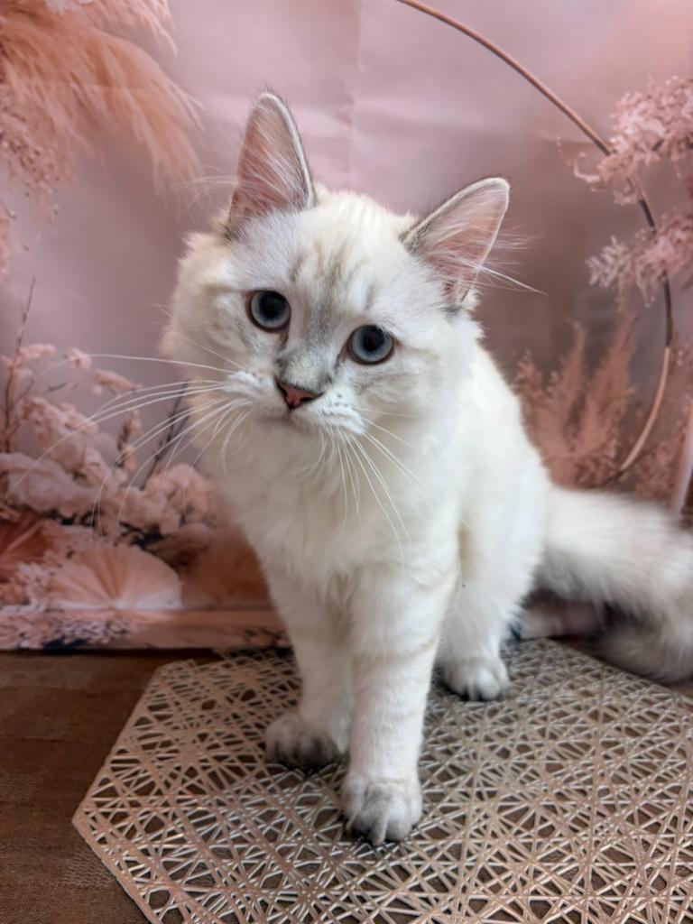 東京都のペルシャ (OneBuddy町田三輪店/2026年4月4日生まれ/男の子/ブルーポイント)の子猫の4枚目の画像