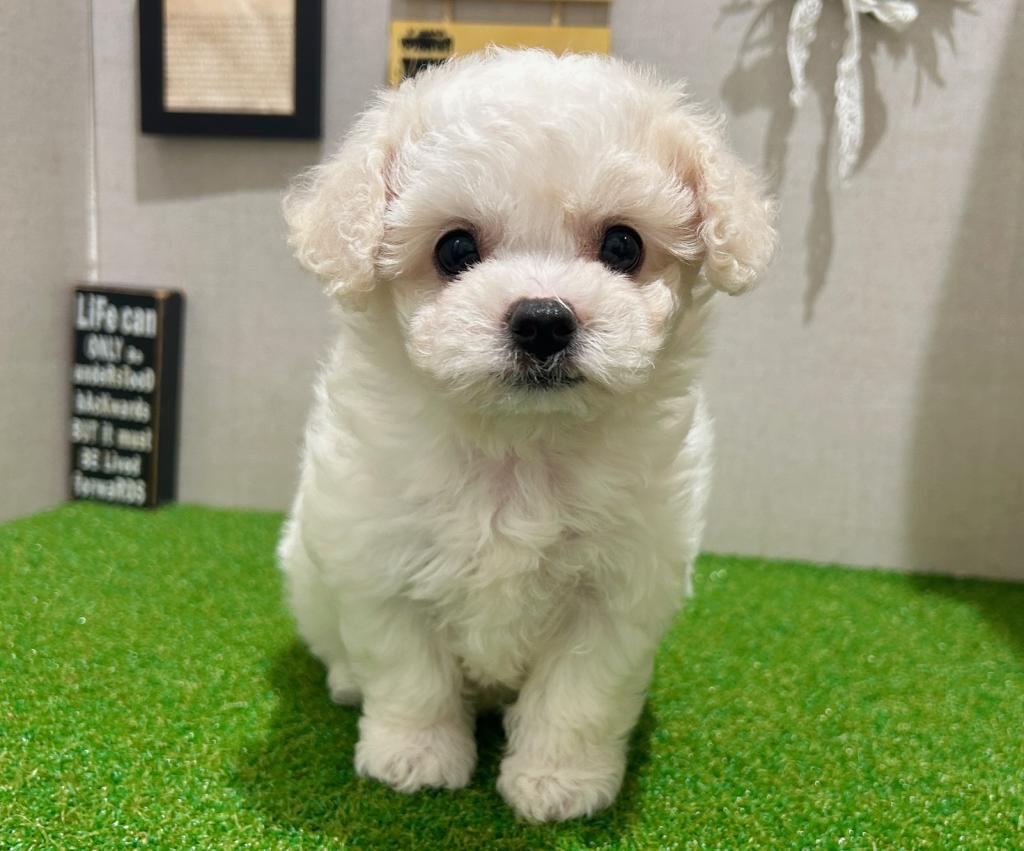 茨城県のビションフリーゼ (ペッツワン水戸店/2026年3月14日生まれ/女の子/ホワイト)の子犬の1枚目の画像