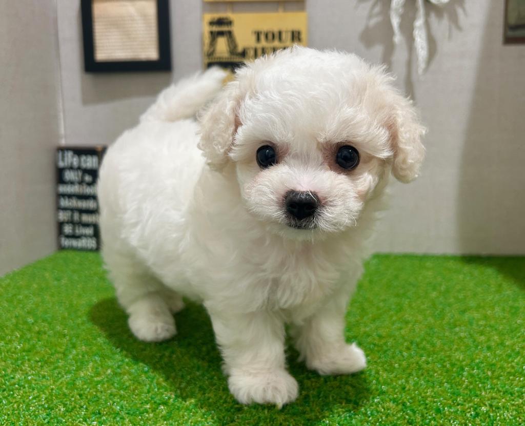 茨城県のビションフリーゼ (ペッツワン水戸店/2026年3月14日生まれ/女の子/ホワイト)の子犬の2枚目の画像