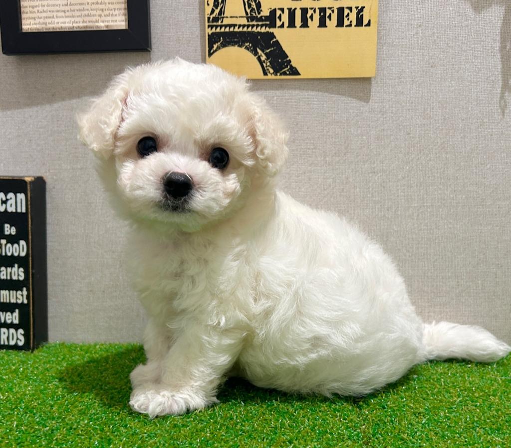 茨城県のビションフリーゼ (ペッツワン水戸店/2026年3月14日生まれ/女の子/ホワイト)の子犬の3枚目の画像