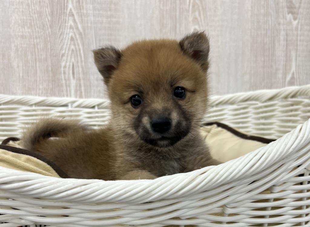 栃木県のハーフ犬・ミックス犬 (OneBuddy宇都宮店/2026年3月15日生まれ/女の子/その他色)の子犬