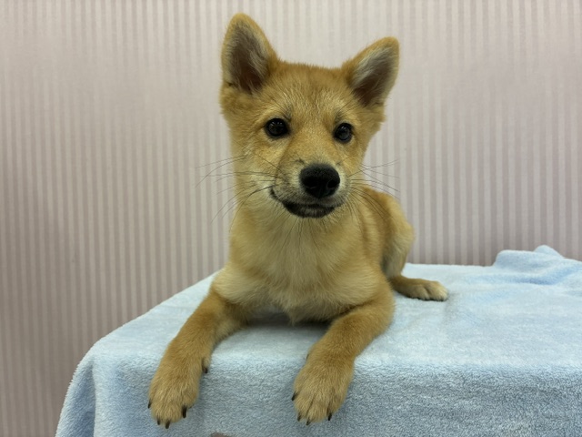 埼玉県のハーフ犬・ミックス犬 (OneBuddy南越谷店/2026年3月15日生まれ/女の子/その他色)の子犬の1枚目の画像