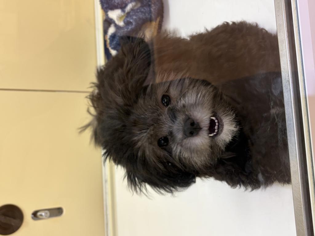 埼玉県のハーフ犬・ミックス犬 (OneDo吹上店/2026年4月5日生まれ/女の子/シルバー)の子犬の3枚目の画像