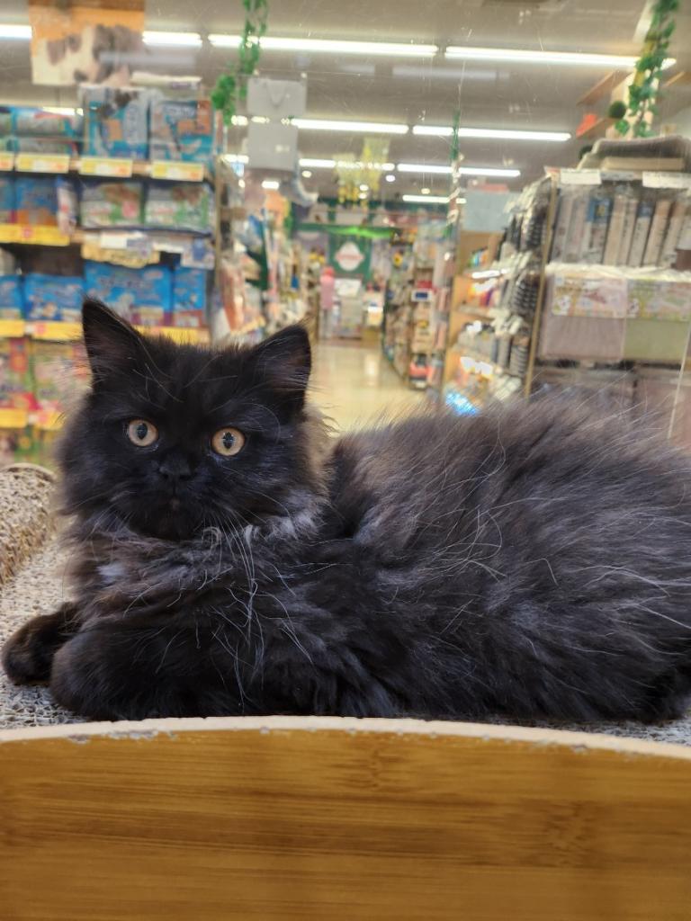 埼玉県のミヌエット (OneDo吹上店/2026年4月2日生まれ/女の子/ブラック)の子猫の1枚目の画像