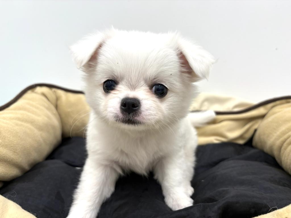 栃木県のハーフ犬・ミックス犬 (ペッツワン宇都宮平出店/2026年4月4日生まれ/女の子/ホワイト)の子犬の1枚目の画像