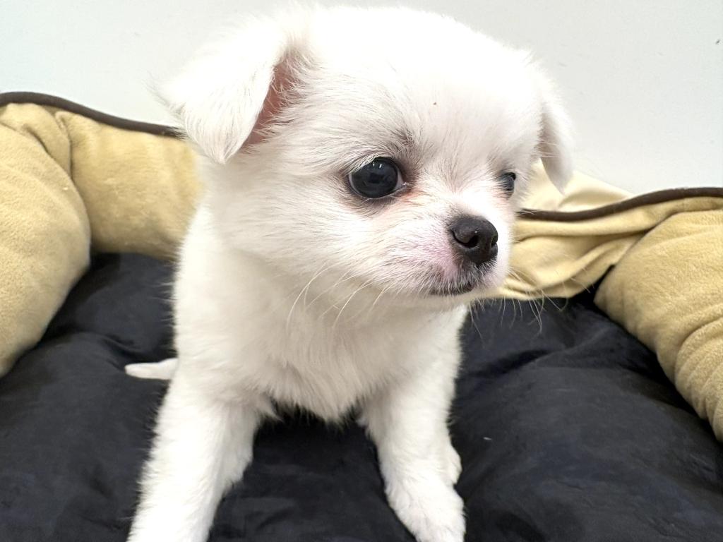 栃木県のハーフ犬・ミックス犬 (ペッツワン宇都宮平出店/2026年4月4日生まれ/女の子/ホワイト)の子犬の3枚目の画像