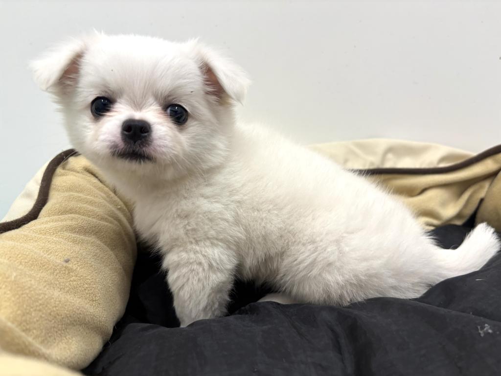 栃木県のハーフ犬・ミックス犬 (ペッツワン宇都宮平出店/2026年4月4日生まれ/女の子/ホワイト)の子犬の2枚目の画像