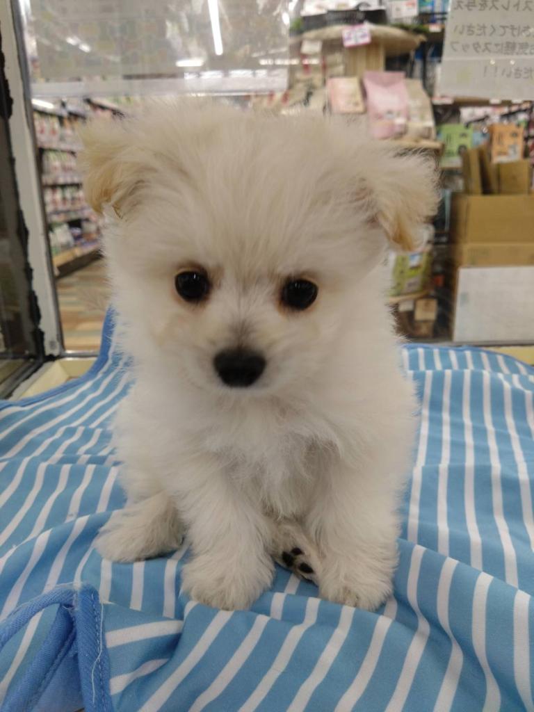 北海道のハーフ犬・ミックス犬 (ジャパンペッツトレーディング新発寒店/2026年4月3日生まれ/男の子/その他色)の子犬