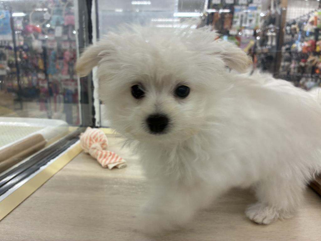 北海道のハーフ犬・ミックス犬 (ジャパンペッツトレーディング新発寒店/2026年4月3日生まれ/男の子/その他色)の子犬の2枚目の画像